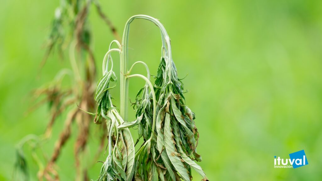 Control de hongos y pseudohongos en cultivos