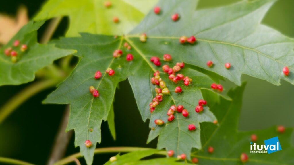 Prevención de ácaros y araña roja
