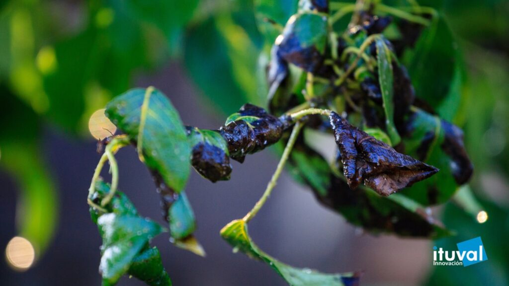 Elimina y previene bacterias en los cultivos