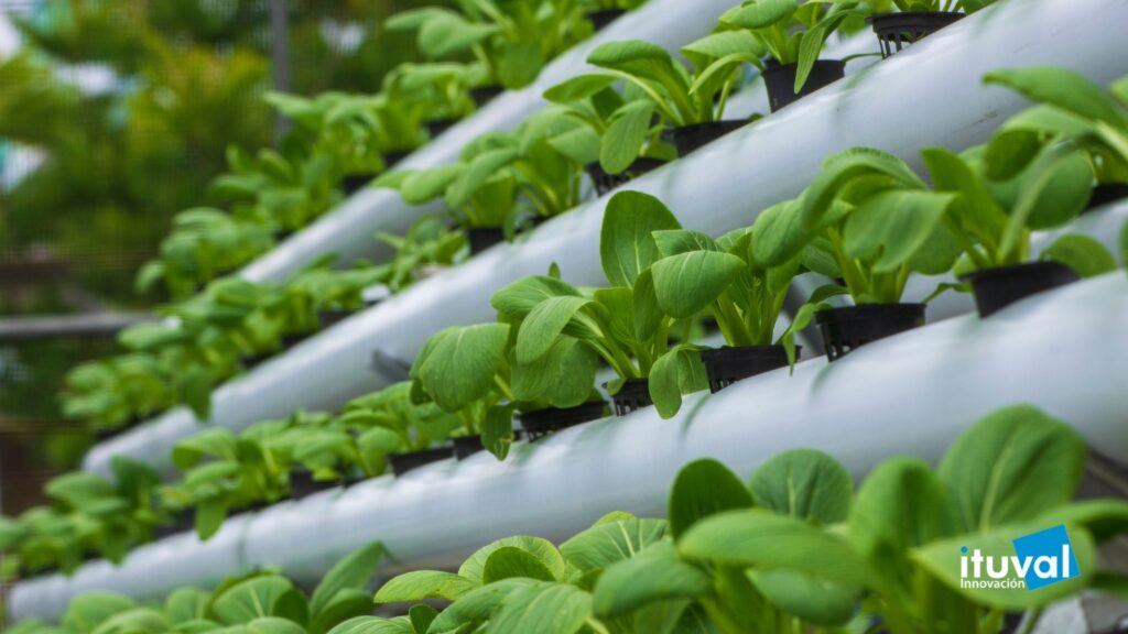 Hidroponía y Agua Electrolizada: Cultivos Sostenibles